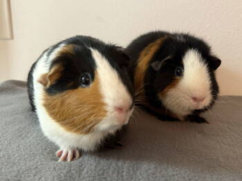 Rescue Guinea Pig Guinea Pigs for Adoption in Marshfield, Wisconsin - Aya | PetCurious